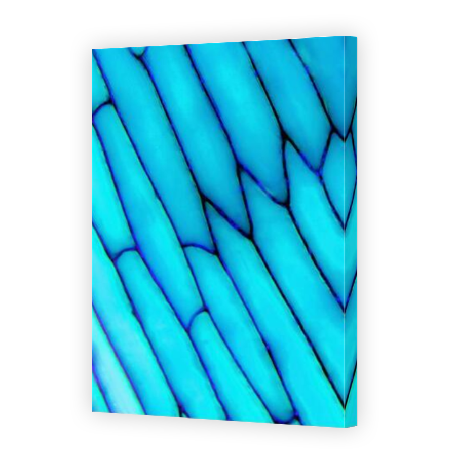 Thumbnail for Canvas - Mirror Image Canvas Wrap