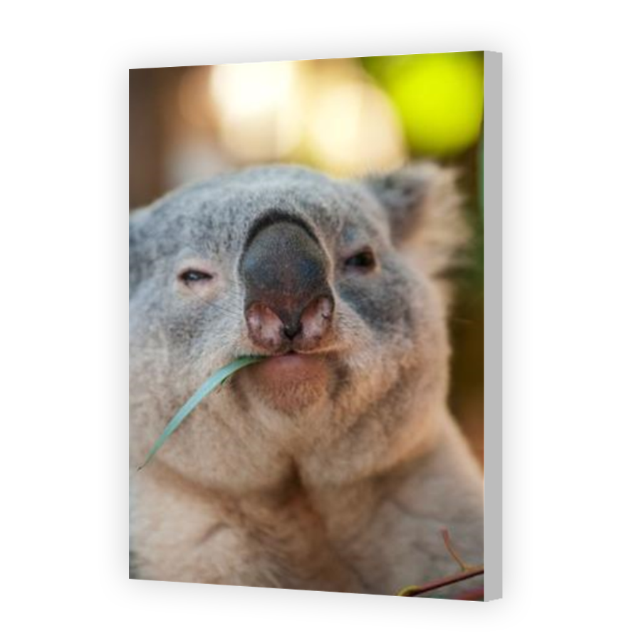 Thumbnail for Canvas - Coloured Canvas Wrap