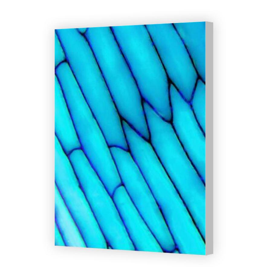 Thumbnail for Canvas - Coloured Canvas Wrap