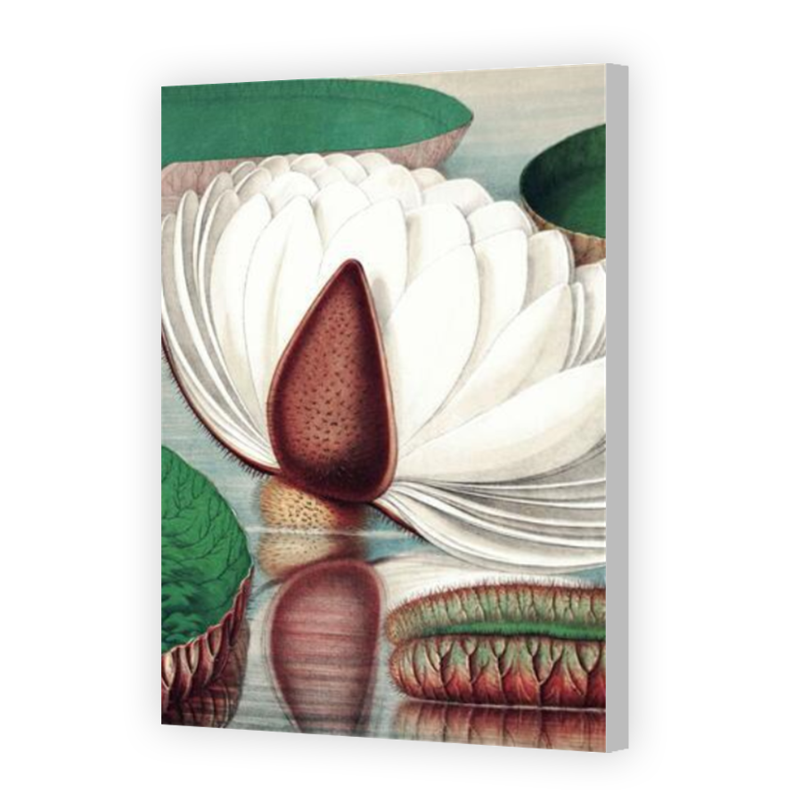 Thumbnail for Canvas - Coloured Canvas Wrap