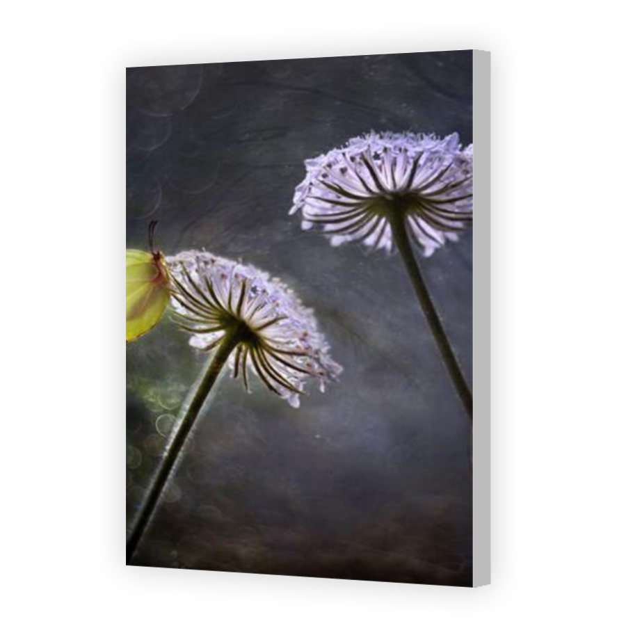 Thumbnail for Canvas - Coloured Canvas Wrap