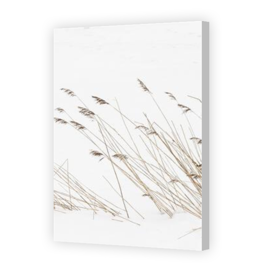 Thumbnail for Canvas - Coloured Canvas Wrap