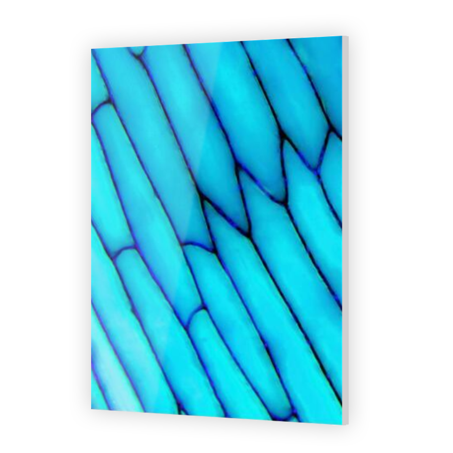 Thumbnail for Acrylic