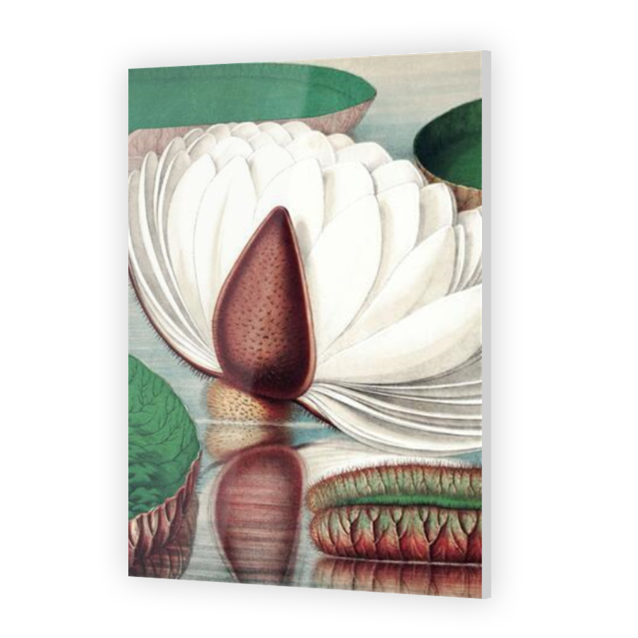 Thumbnail for Acrylic